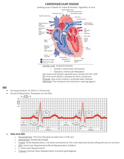 Cardiac Study Guide